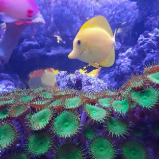 Vivant aquarium eau de mer