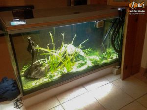 Aquarium 360 litres avant réfection