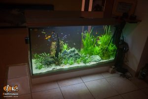 Aquarium 360 litres après réfection