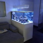Aquarium récifal de 500 litres