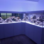 Aquarium marin de plus de 3m de long